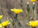 Leontodon hispidus