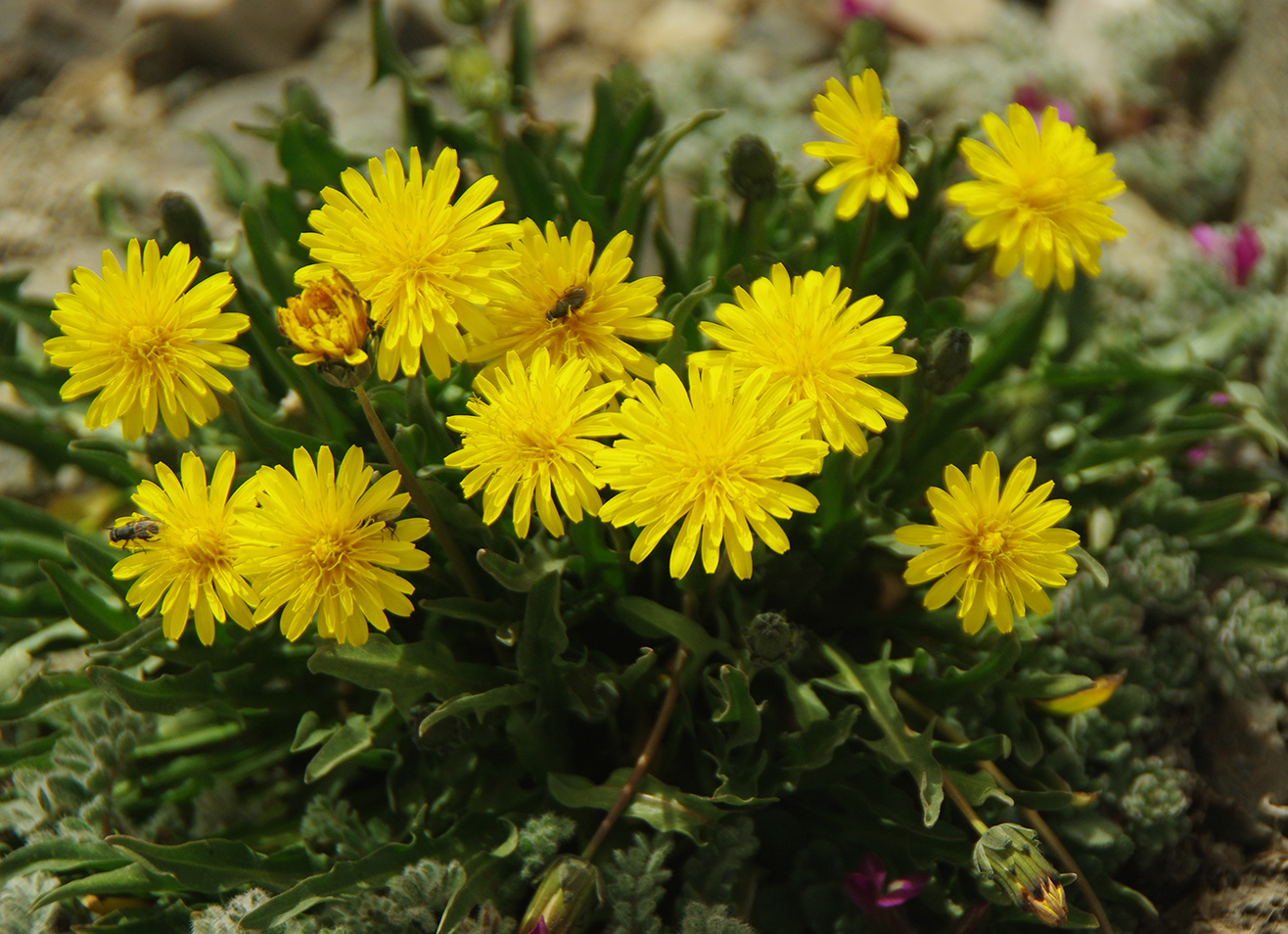 Image of genus Taraxacum specimen.