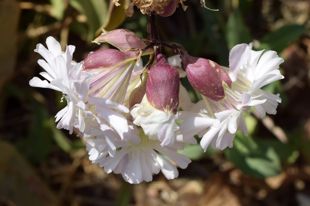 Image of Saponaria officinalis f. pleniflora specimen.