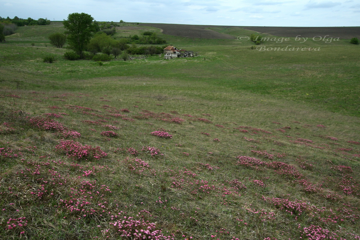 Image of Daphne cneorum specimen.