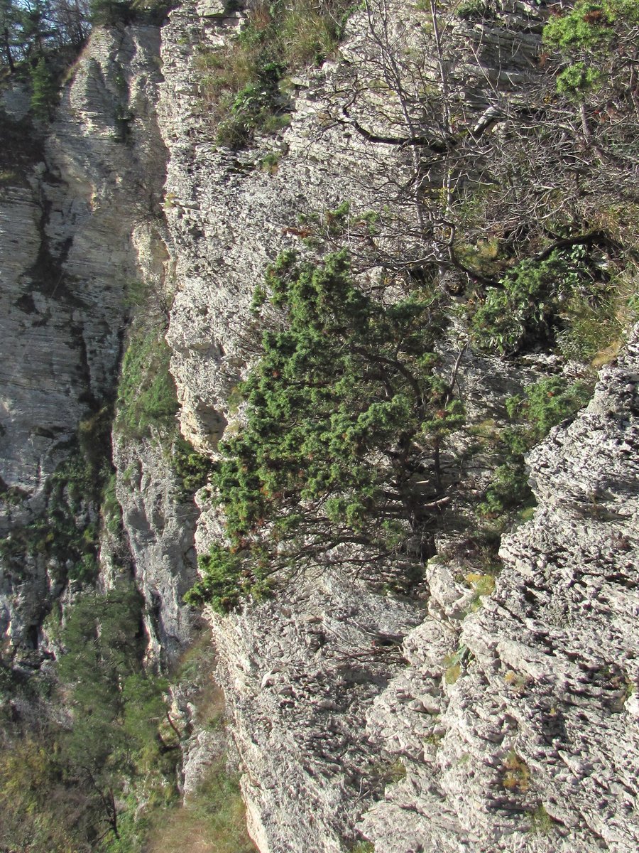 Изображение особи Juniperus deltoides.