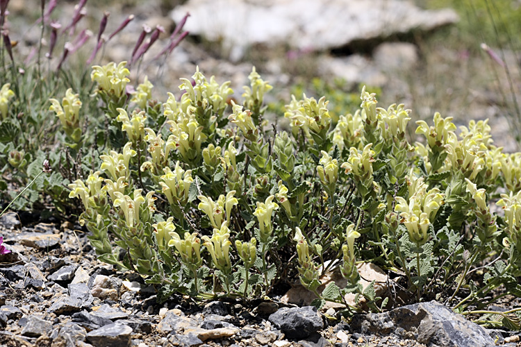 Image of Scutellaria linczewskii specimen.