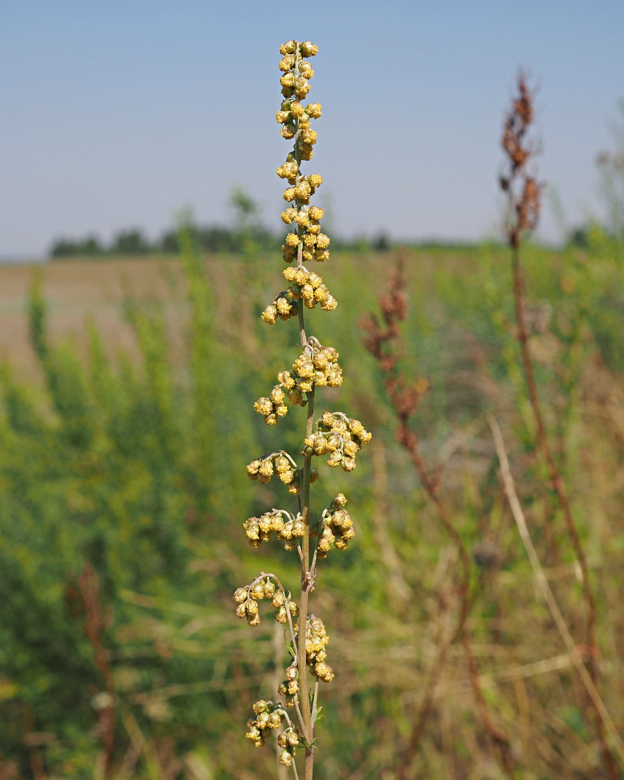 Изображение особи Artemisia armeniaca.