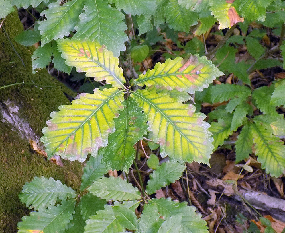 Изображение особи Quercus petraea.