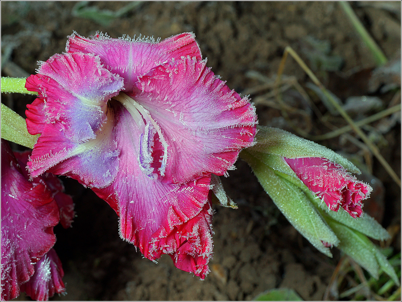 Изображение особи Gladiolus &times; gandavensis.