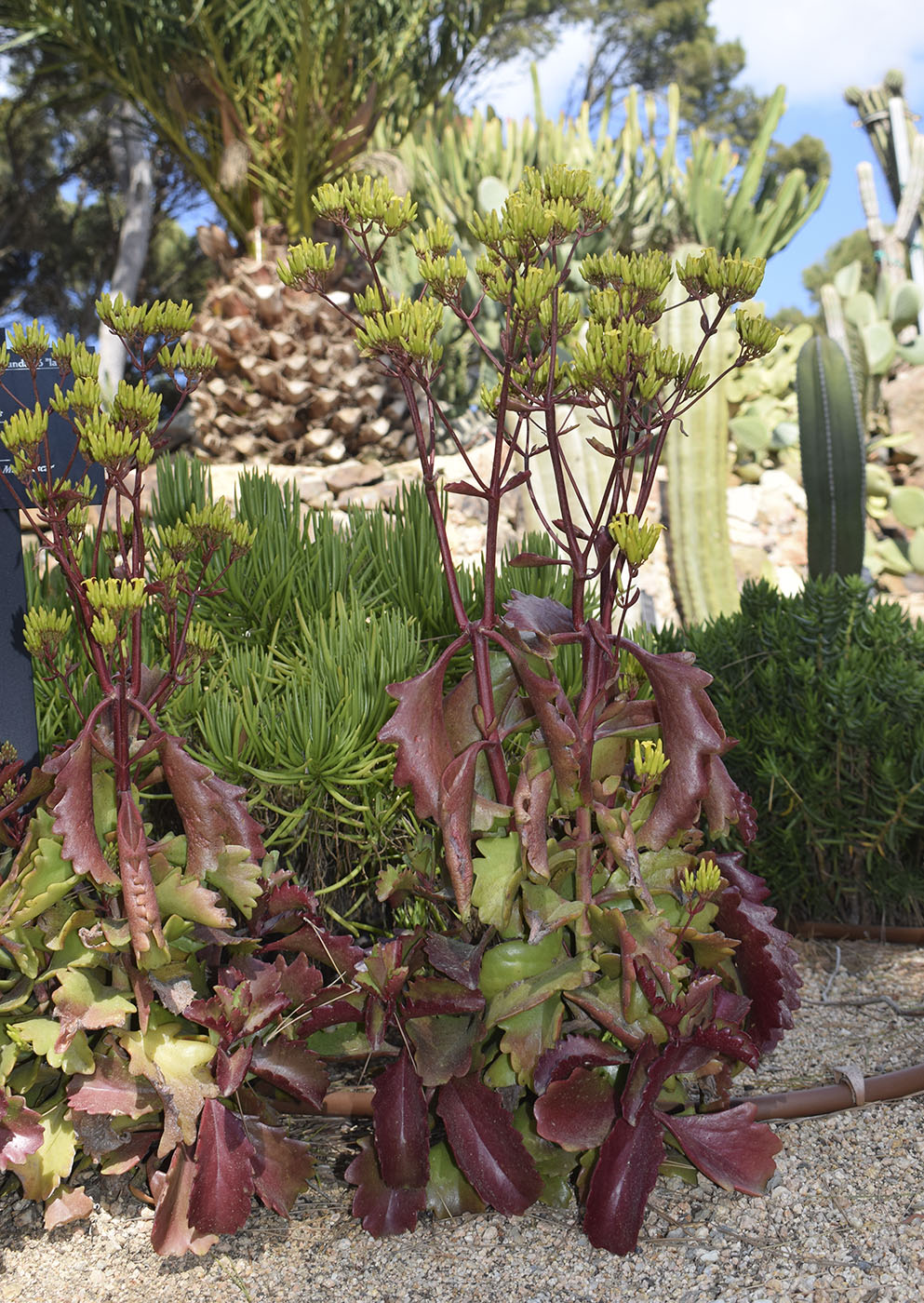 Image of Kalanchoe sexangularis specimen.