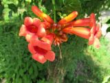 Campsis radicans. Соцветие. Абхазия, Гудаутский р-н, г. Новый Афон, Приморский парк. 16 июля 2008 г.