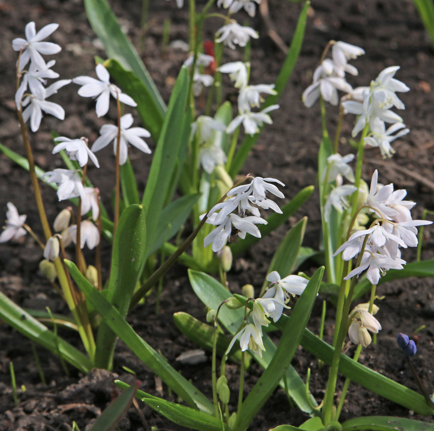 Image of Scilla siberica specimen.