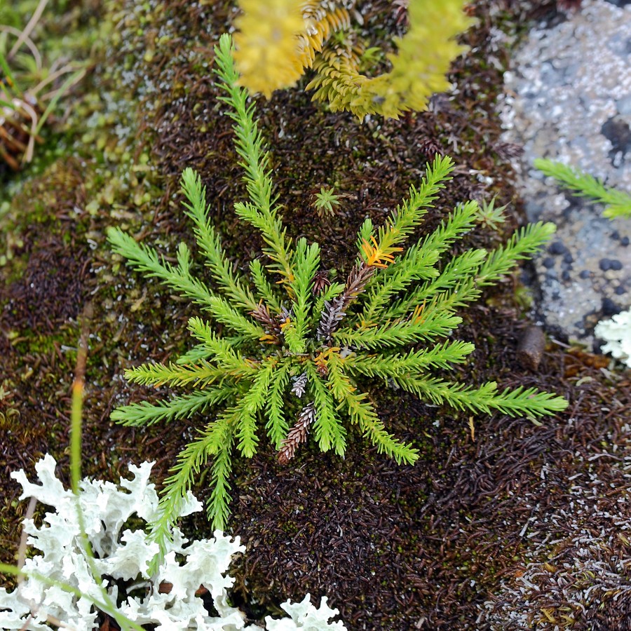 Изображение особи Harrimanella hypnoides.