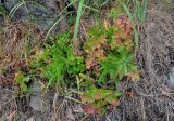 Euphorbia komaroviana