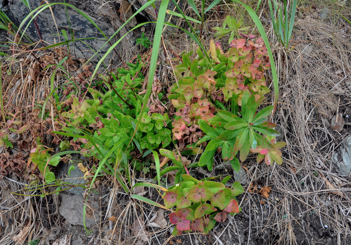 Изображение особи Euphorbia komaroviana.