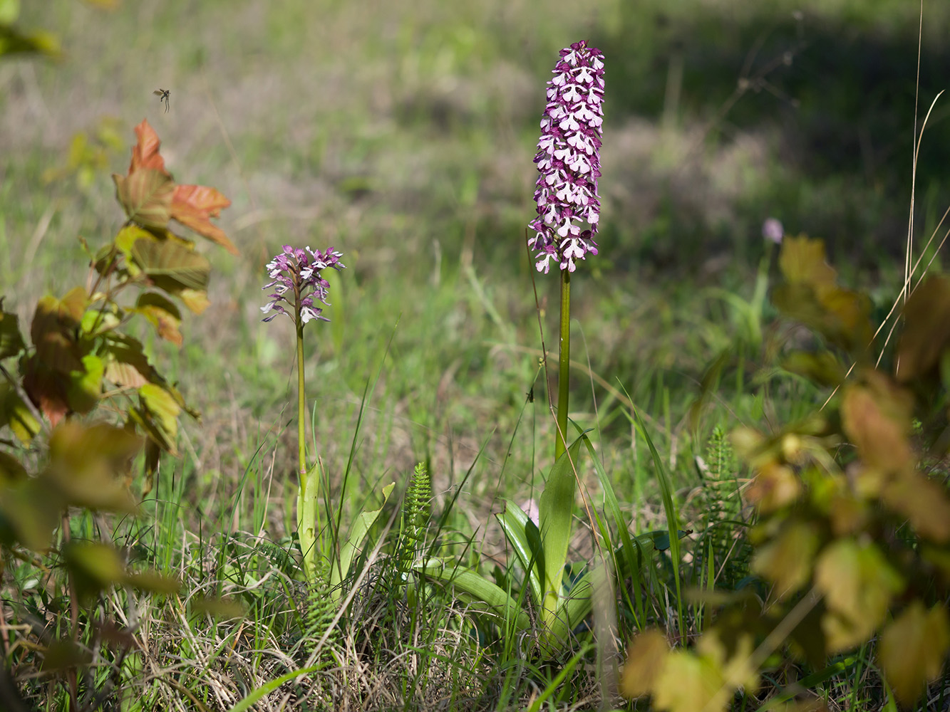 Image of Orchis purpurea ssp. caucasica specimen.