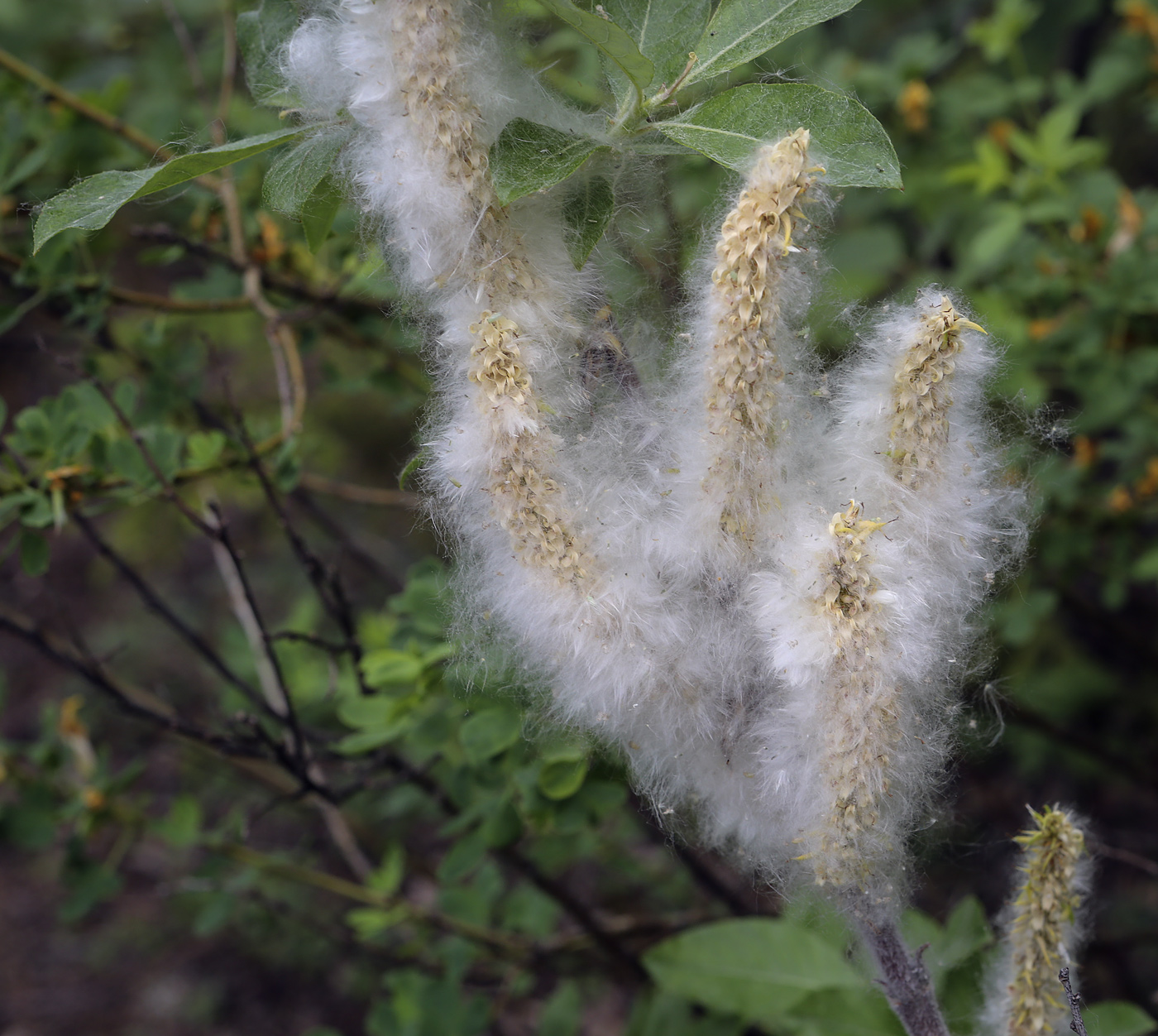 Изображение особи Salix recurvigemmata.