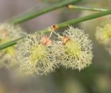 Calligonum litwinowii