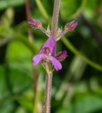 семейство Fabaceae. Часть соцветия. Чили, обл. Valparaiso, провинция Isla de Pascua, восточная часть острова, церемониальный комплекс Tongariki. 12.03.2023.