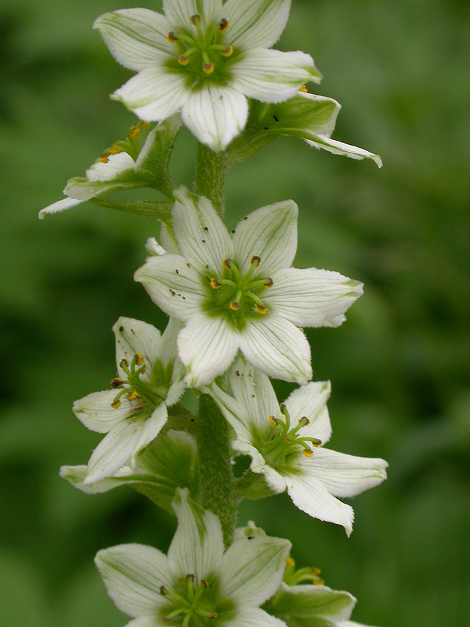 Изображение особи Veratrum dahuricum.