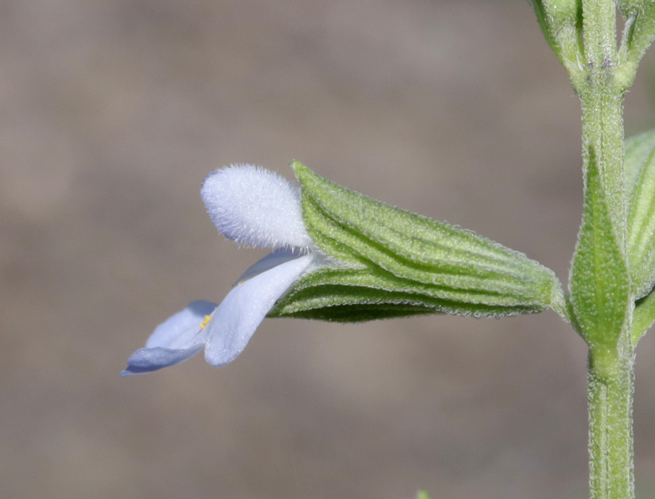 Image of Salvia reflexa specimen.