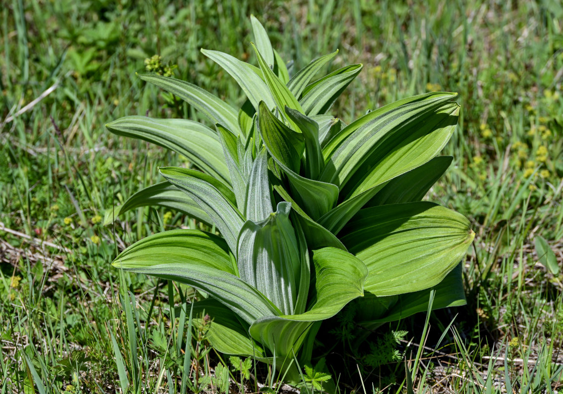 Изображение особи Veratrum lobelianum.