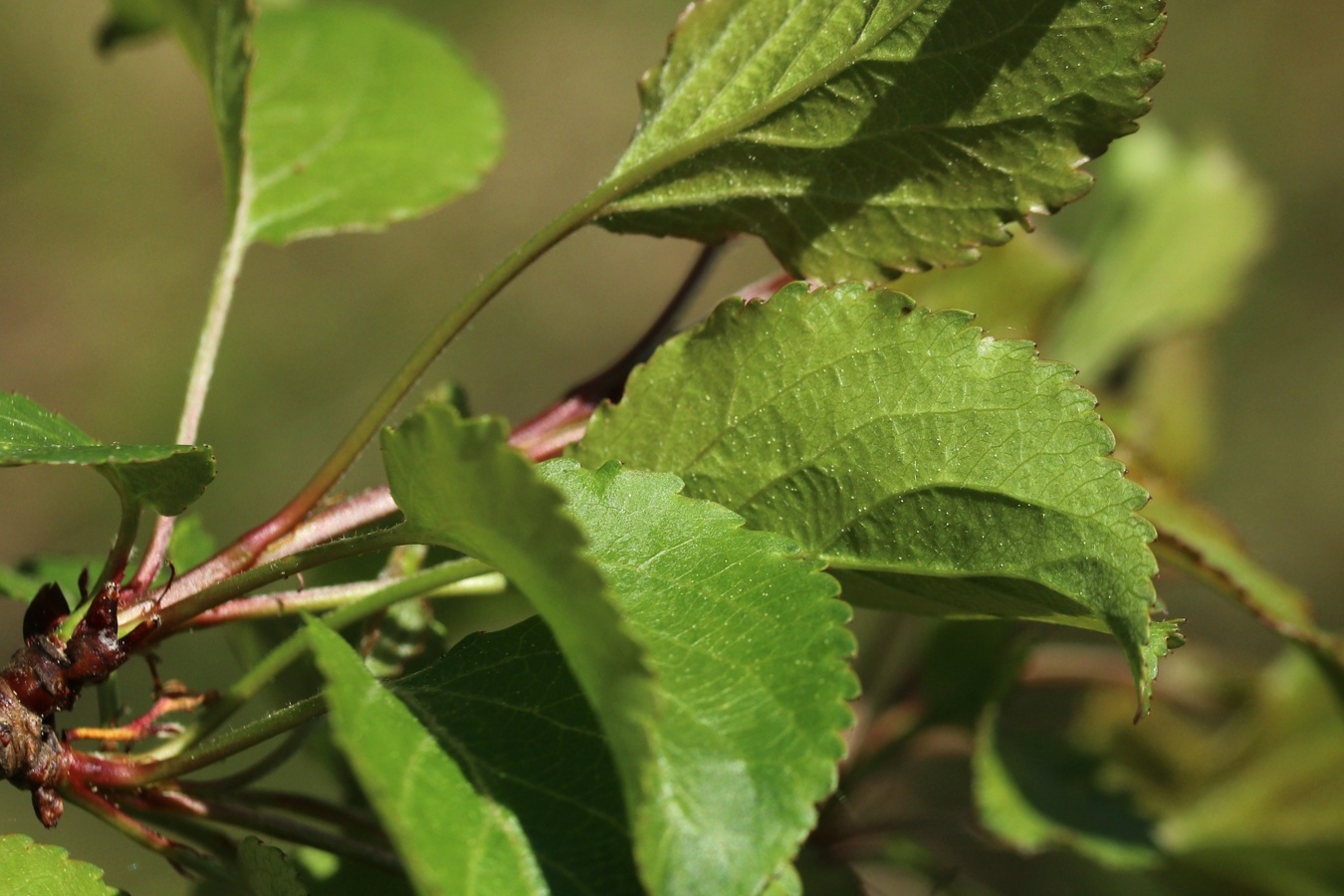 Изображение особи Malus sylvestris.