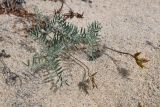 Astragalus olchonensis. Плодоносящее растение. Иркутская обл., оз. Байкал, о. Ольхон, ур. Песчаное, дюна. 28 июля 2023 г.