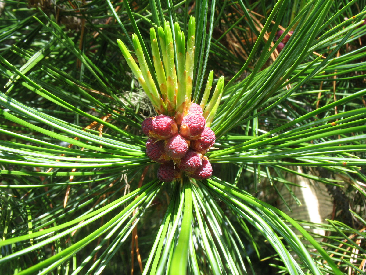 Image of Pinus sibirica specimen.