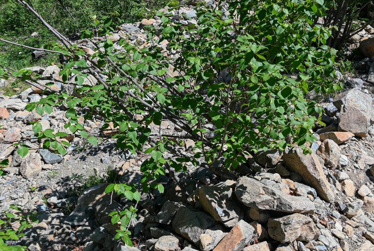 Изображение особи Duschekia fruticosa.