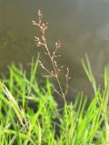 Agrostis stolonifera. Соцветие. Марий Эл, Звениговский р-н, дер. Шуйка, по урезу воды р. Малая Кокшага. 11.07.2010.