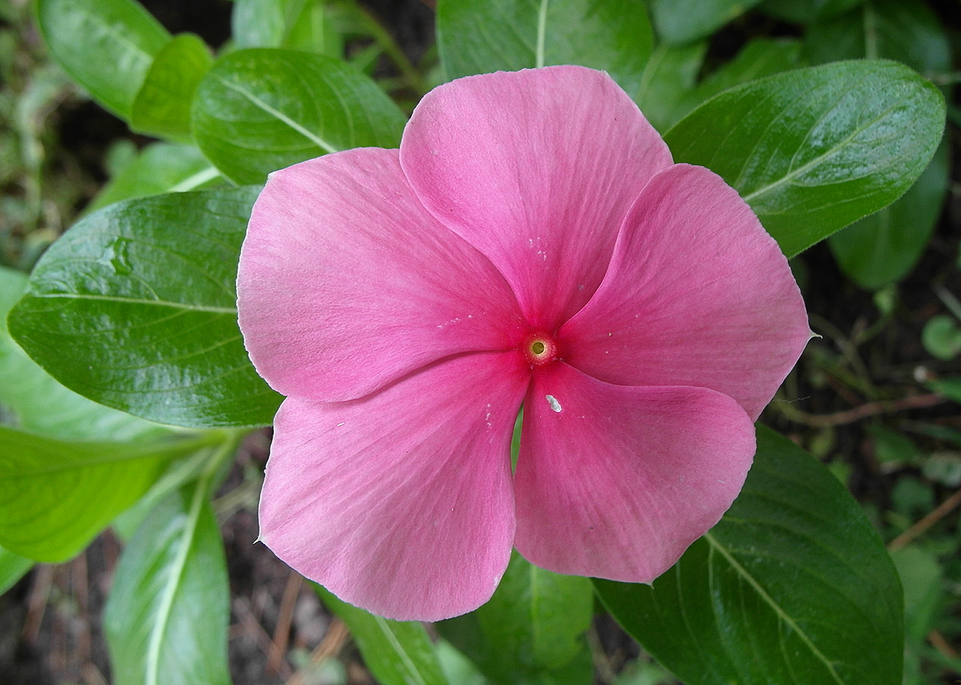 Изображение особи Catharanthus roseus.