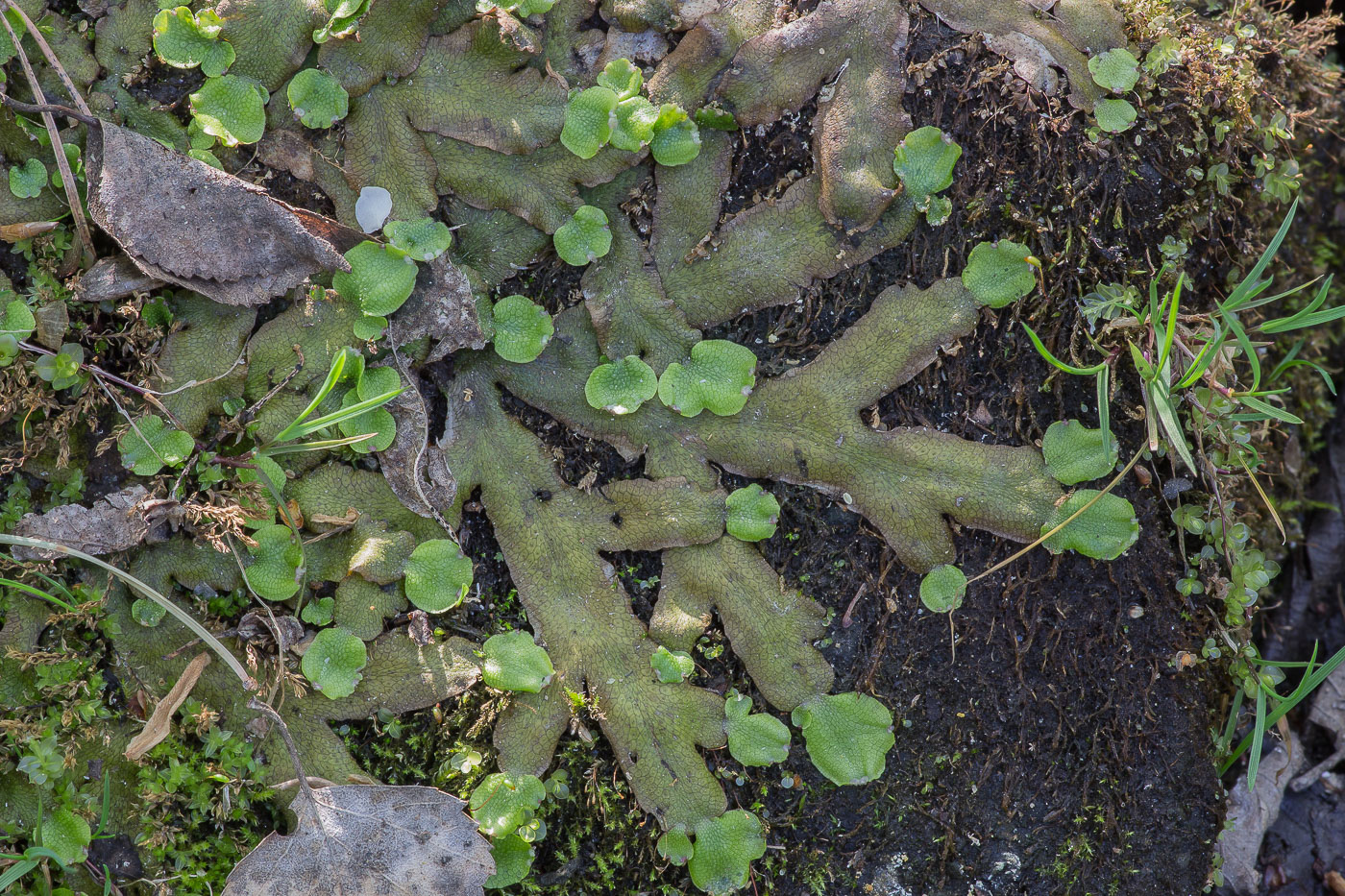 Image of Conocephalum conicum specimen.