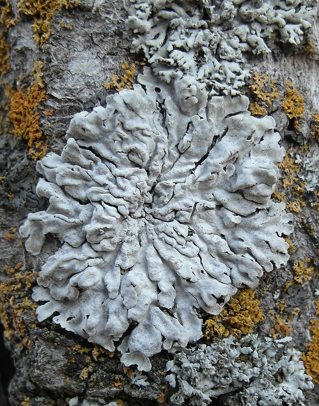 Image of Physconia americana specimen.