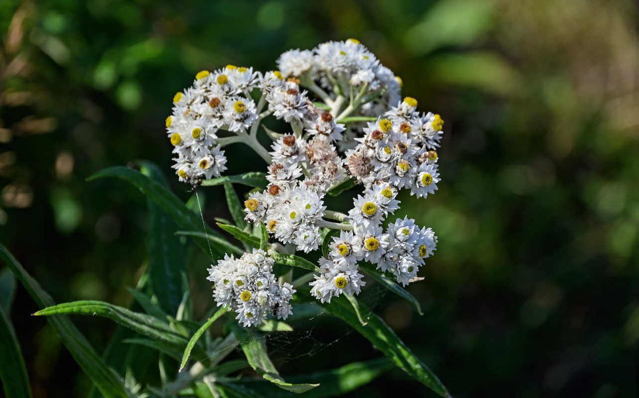 Image of Anaphalis margaritacea specimen.