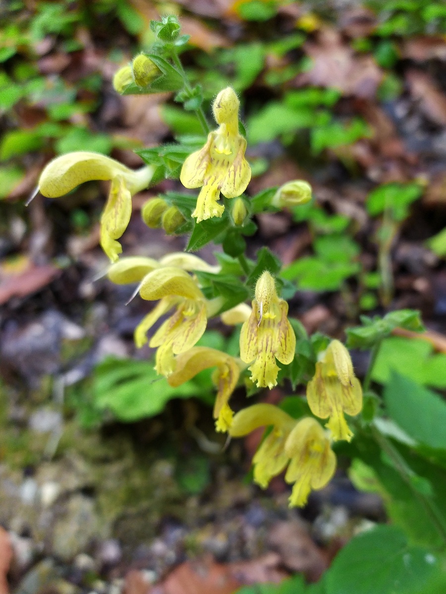 Изображение особи Salvia glutinosa.