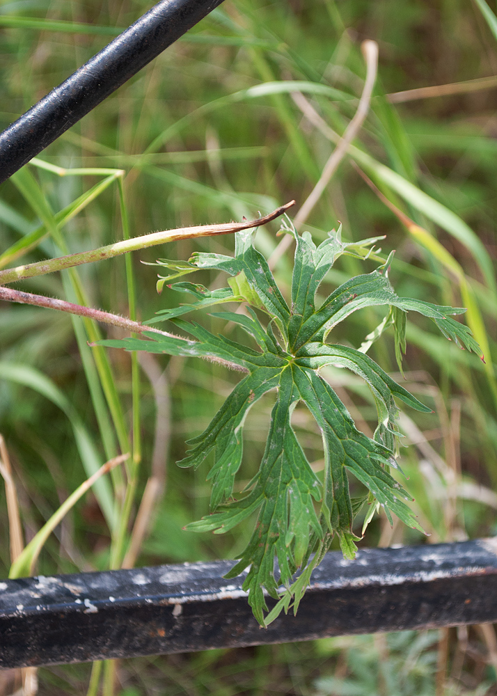 Image of Geranium pratense ssp. sergievskajae specimen.