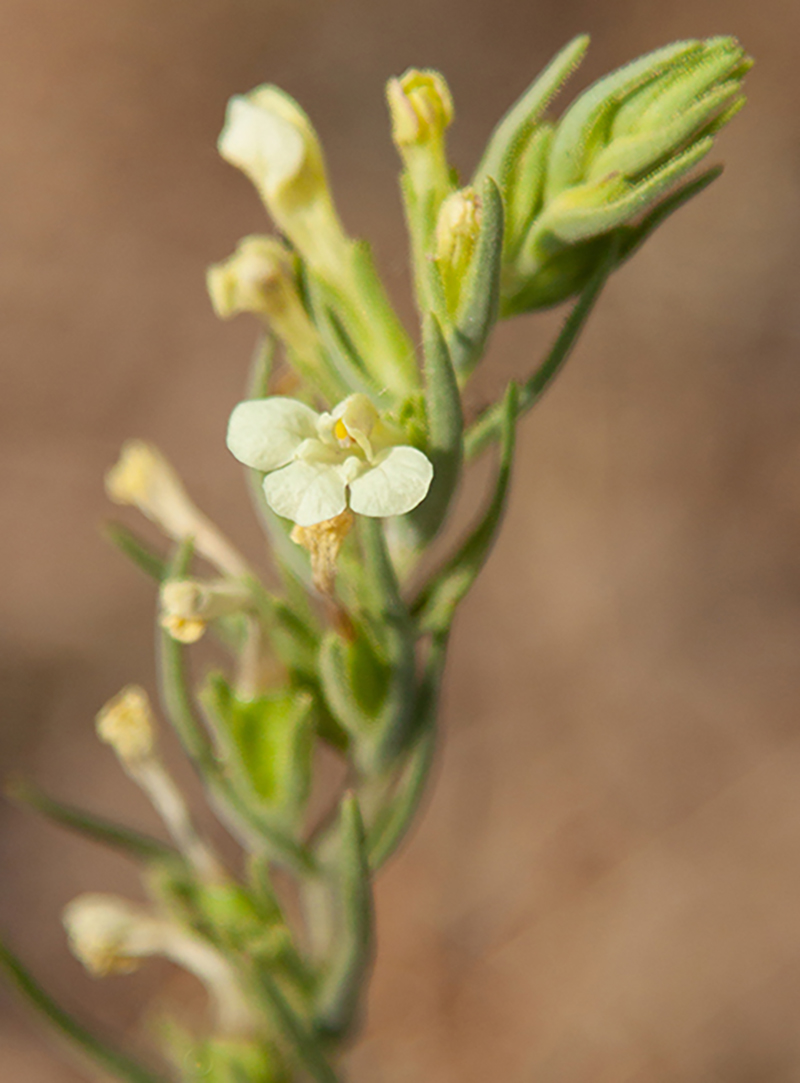 Изображение особи Macrosyringion glutinosum.