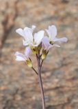 Dendroarabis fruticulosa. Соцветие. Казахстан, Восточно-Казахстанская обл., Глубоковский р-н, окр. с. Кожохово, каменистый склон. 05.05.2023.