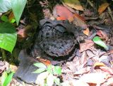 Rafflesia arnoldi