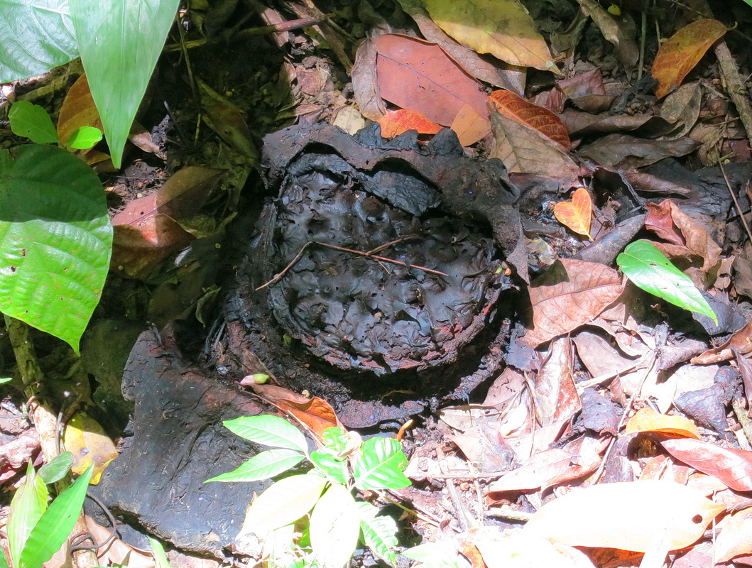 Image of Rafflesia arnoldi specimen.