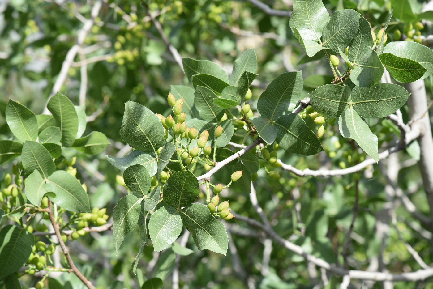 Image of Pistacia vera specimen.