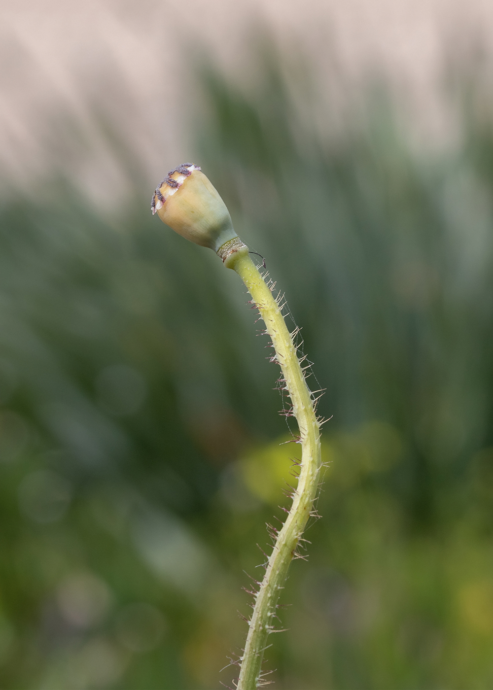 Image of Papaver umbonatum specimen.