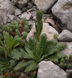 Arabis sagittata