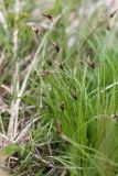 Carex ulobasis