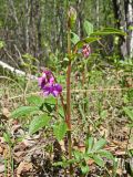 Lathyrus komarovii