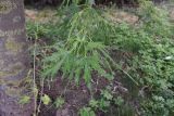 Acer saccharinum