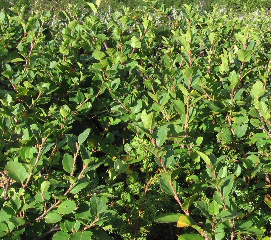 Image of Betula humilis specimen.