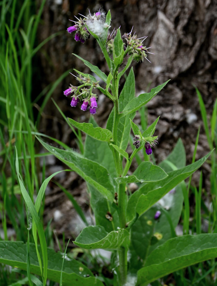 Image of Symphytum officinale specimen.
