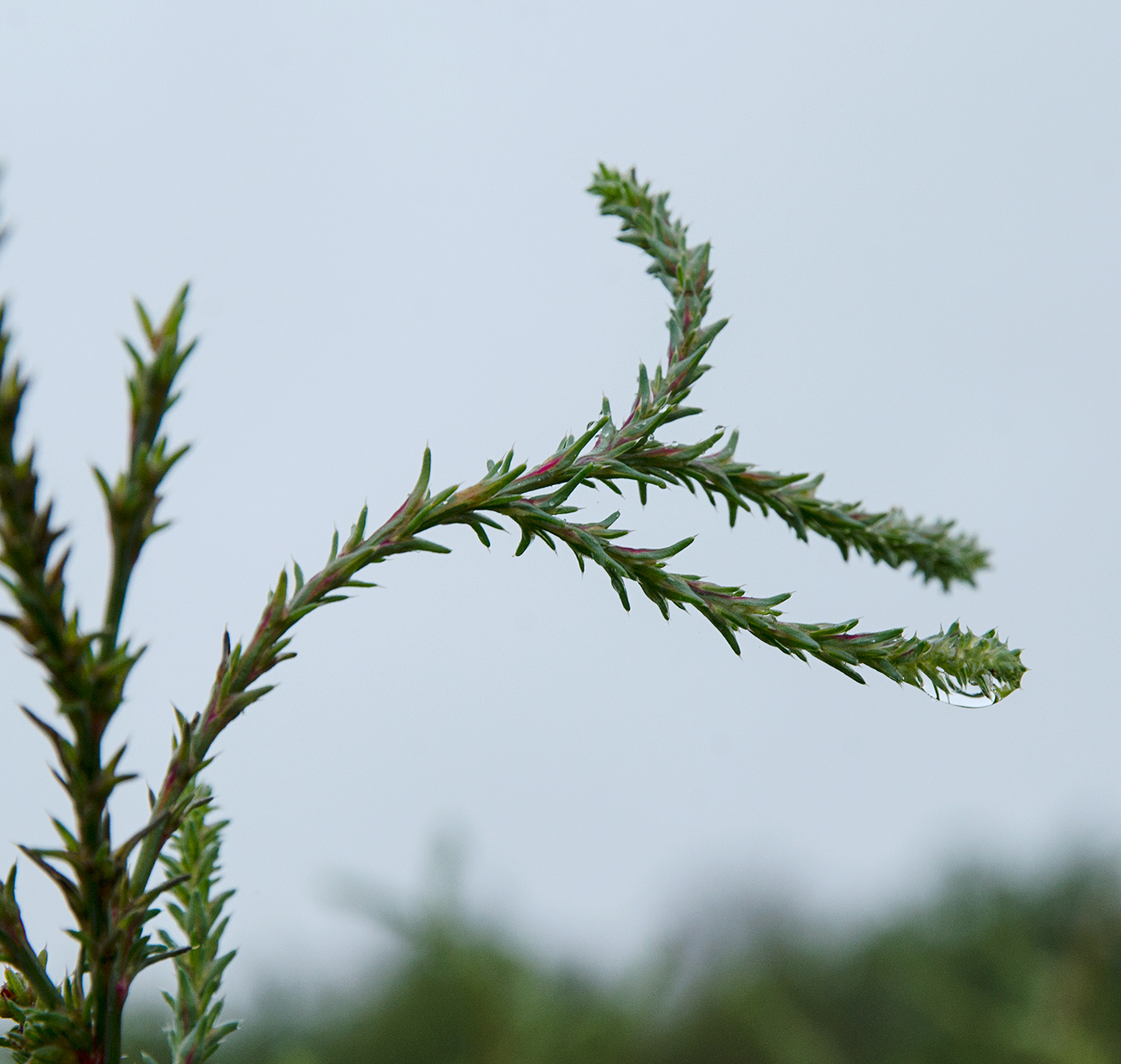 Изображение особи Salsola tragus.