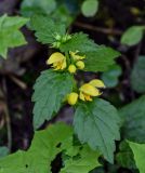 Galeobdolon luteum