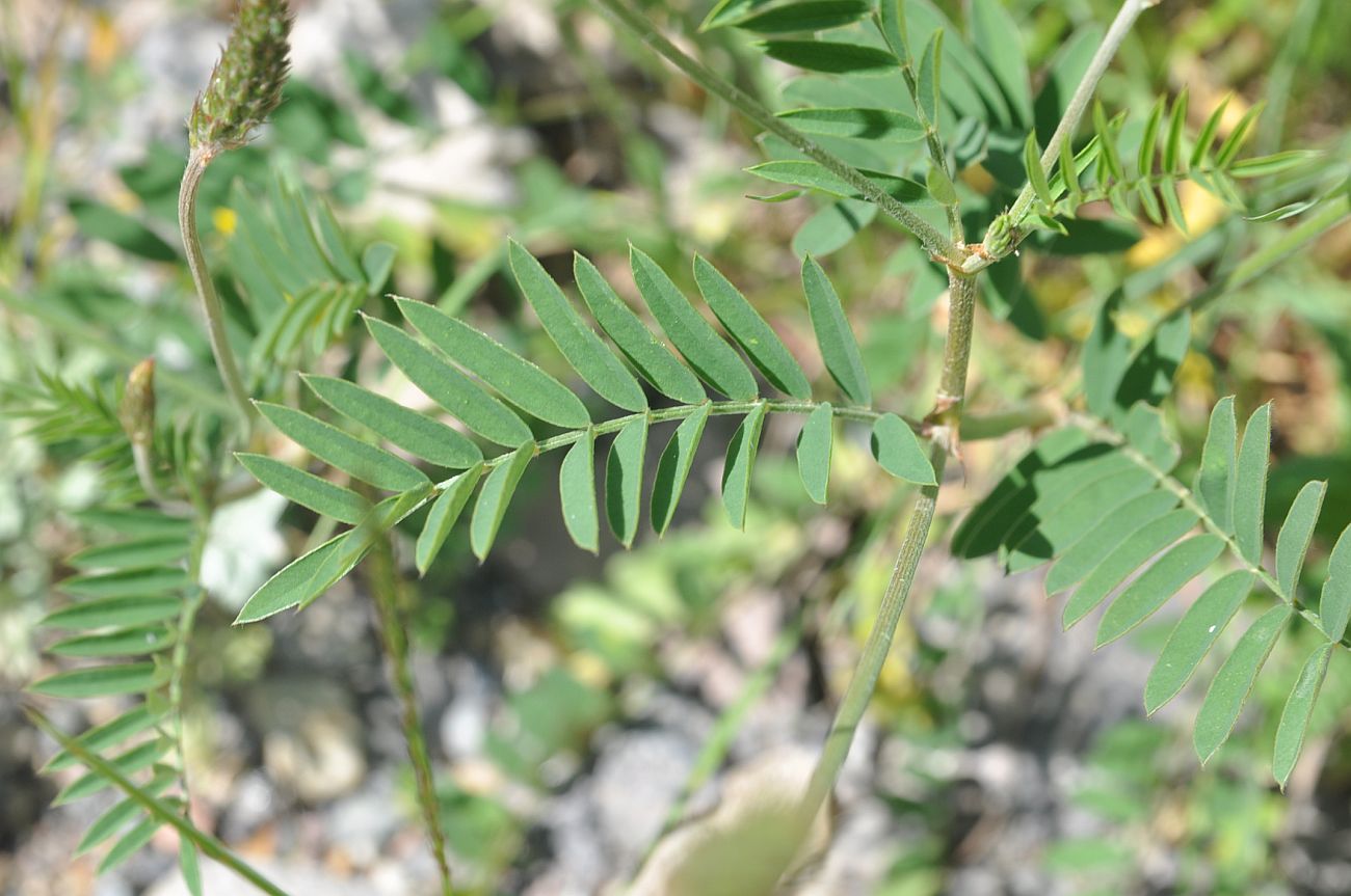 Изображение особи Onobrychis biebersteinii.