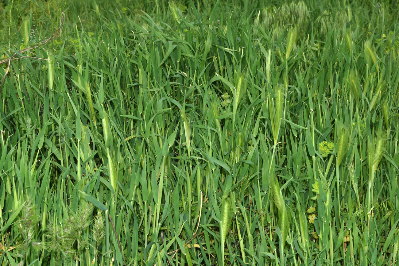 Изображение особи Hordeum leporinum.