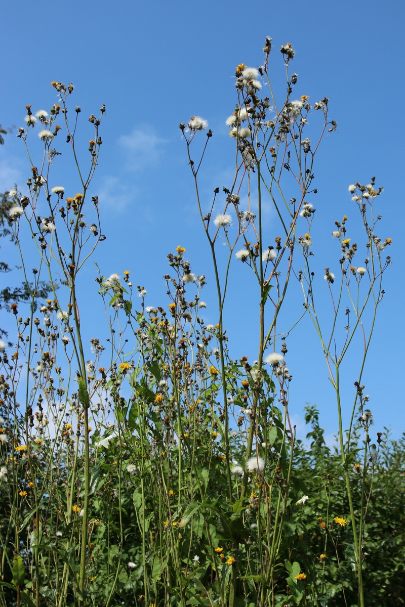 Изображение особи Sonchus arvensis.